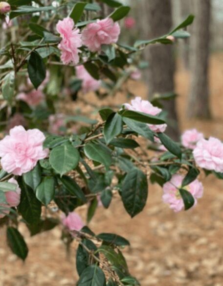 Pink flowers blooming on a leafy branch.