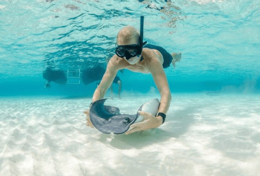 Snorkeler interacting with stingray underwater.